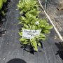 Murray's Flowers & Fun Finds