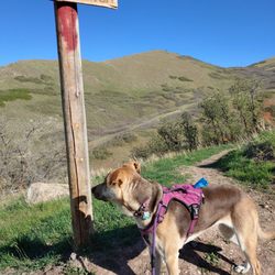 Hell Canyon Trail - Great trail companion