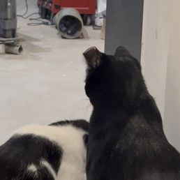 Ear "tip" Ear "tip"