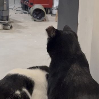 SpayToday - Ear "tip" - Pet Services Near Me - Lakewood, Colorado SpayToday - Ear "tip" - Pet Services Near Me - Lakewood, Colorado