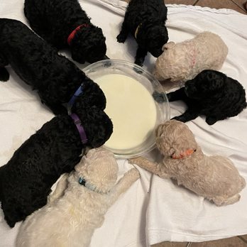 Stockyards Veterinary Clinic - standard AKC Poodle litter, Home Whelp with stand by Assist if needed from Stockyards - Veterinarians Near Me - Tulsa, Oklahoma Stockyards Veterinary Clinic - standard AKC Poodle litter, Home Whelp with stand by Assist if needed from Stockyards - Veterinarians Near Me - Tulsa, Oklahoma