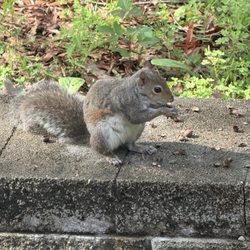 Campground At Barnes Crossing - Squirrel eating outside the camper window