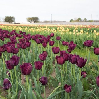 Texas-Tulips - Nurseries & Gardening Near Me - Pilot Point, Texas