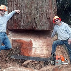 Big Wood Tree Expert
