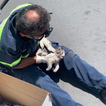 Finish Line Towing & Transport - Poncho saved this stray kitten stuck under my engine! - Towing Near Me - Compton, California