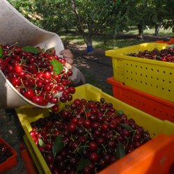 Fairhaven Orchards