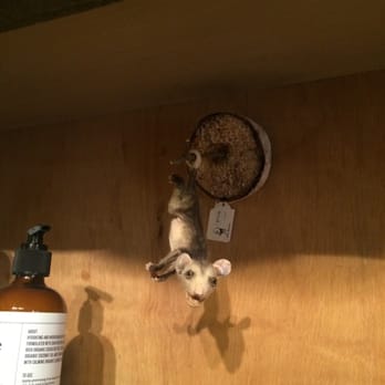 Paxton Gate - Cutest ever taxidermied baby possum. - Home Decor Near Me - Portland, Oregon Paxton Gate - Cutest ever taxidermied baby possum. - Home Decor Near Me - Portland, Oregon