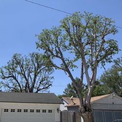 Pelletier Tree Service & Brush Clearance - Both Mulberry Trees are topped and fully trimmed