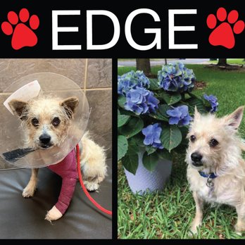 Red Collar Rescue - Edge - Before and After - Pet Adoption Near Me - Houston, Texas
