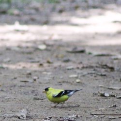 American Goldfinch