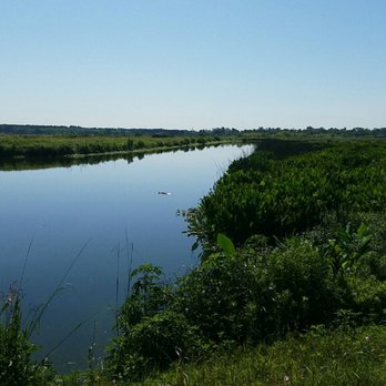 Cattail Marsh - Gator in the water - Hiking Near Me - Beaumont, Texas