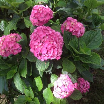 Mccormick's Cape Cod Cottages - Hydrangeas EVERYWHERE - Vacation Rentals Near Me - Yarmouth, Massachusetts