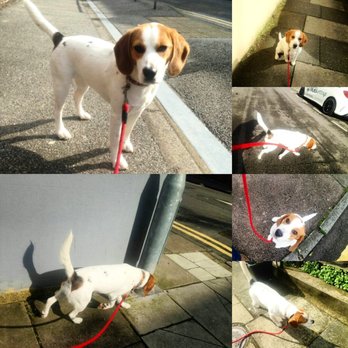Russells Animal Adventures - Dog training - Dog Walkers Near Me - Brighton, BNH Russells Animal Adventures - Dog training - Dog Walkers Near Me - Brighton, BNH