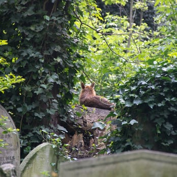 Tower Hamlets Cemetery Park - Parks Near Me - London, XGL
