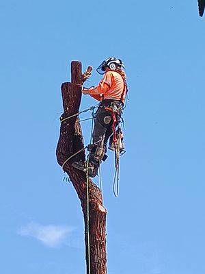Hazardous Branches, Expert Removal - Our trained professionals safely remove hazardous branches, protecting your property from potential damage. We use advanced equipment and proven techniques to ensure efficient, reliable service—keeping your landscape healthy and your home secure. Hazardous Branches, Expert Removal - Our trained professionals safely remove hazardous branches, protecting your property from potential damage. We use advanced equipment and proven techniques to ensure efficient, reliable service—keeping your landscape healthy and your home secure.