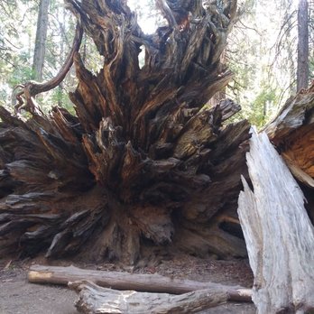 Calaveras Big Trees State Park - Parks Near Me - Arnold, California Calaveras Big Trees State Park - Parks Near Me - Arnold, California