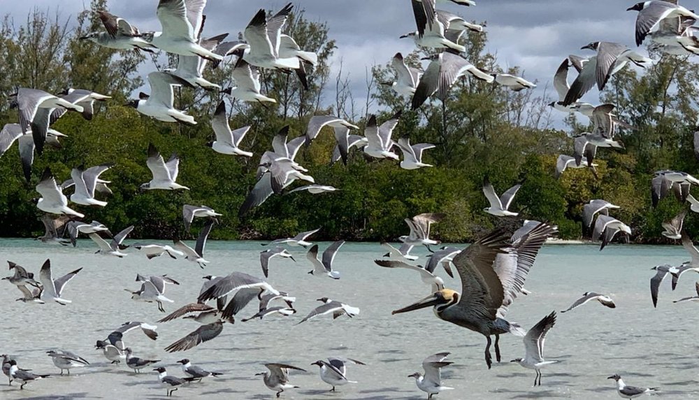 SALTY GIRLS SERVICES Updated August 2024 6301 Boca Grande Cswy