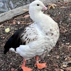 Tracy Aviary