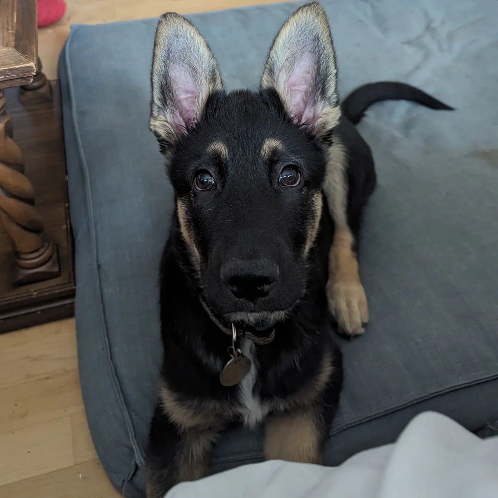 Sasha's Pet Resort - pet boarding facility in Redmond, WA
