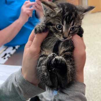 Earth Angels Veterinary Hospital - Veterinarians Near Me - Wappingers Falls, New York