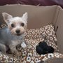 Photo of Connie's Dog Grooming Shop
