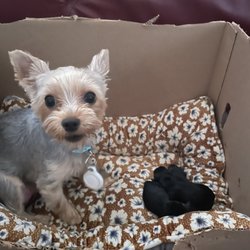 Connie's Dog Grooming Shop - My cute babies!