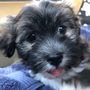 Photo of Pets for Health and Healing P4HH