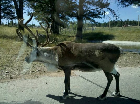 Bear Country USA by null