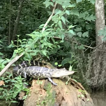 Pearl River Swamp Tours - One of many gators - Tours Near Me - Slidell, Louisiana Pearl River Swamp Tours - One of many gators - Tours Near Me - Slidell, Louisiana
