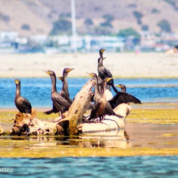 Malibu Lagoon State Beach - Beaches Near Me - Malibu, California