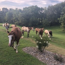 Horses roaming freely Horses roaming freely