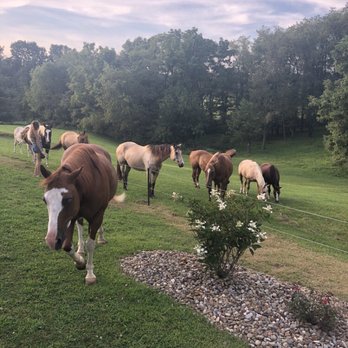 Doughty Glen Winery - Horses roaming freely - Wineries Near Me - Millersburg, Ohio Doughty Glen Winery - Horses roaming freely - Wineries Near Me - Millersburg, Ohio