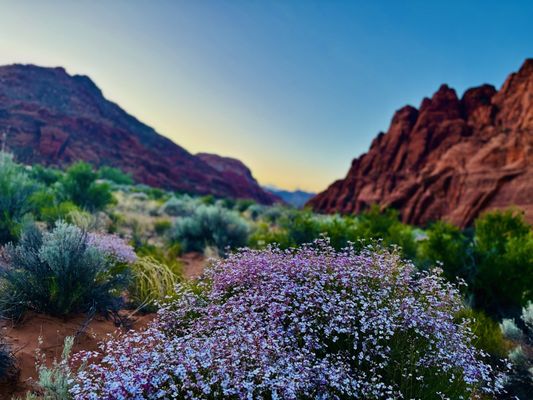 Snow Canyon State Park by null