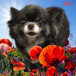 What A Dogs Life - Jet the Chiuauah having a pamper and a photo shoot