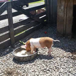 Frog Pond Farms - Little piggies.