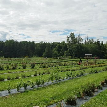 Lochland Botanicals - Endless rows of herbs and flowers - Botanical Gardens Near Me - Milton, Ontario Lochland Botanicals - Endless rows of herbs and flowers - Botanical Gardens Near Me - Milton, Ontario
