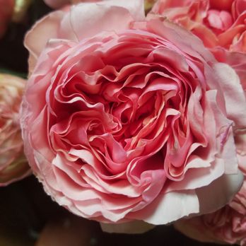 Westbank Flower Market - Florists Near Me - Austin, Texas Westbank Flower Market - Florists Near Me - Austin, Texas