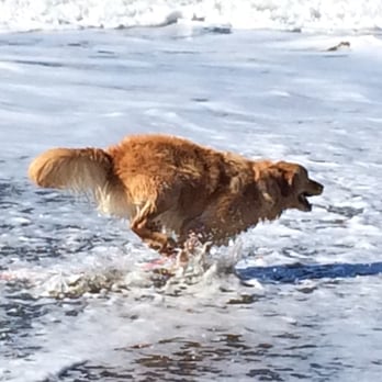 Nancy's Playgroups - Dog Walkers Near Me