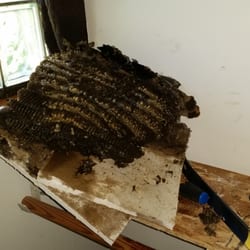 Beez Be Gon