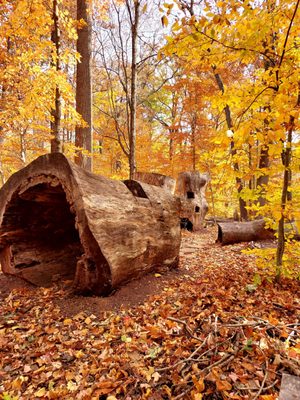 Bowman's Hill Wildflower Preserve by null