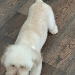 The Pack Leader Mobile Grooming - My Fur baby after his cut (take 1)
