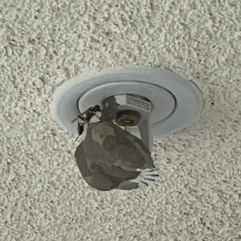 Rodent Pest Technologies - Yeah.... imma need you to GTFO - Pest Control Near Me