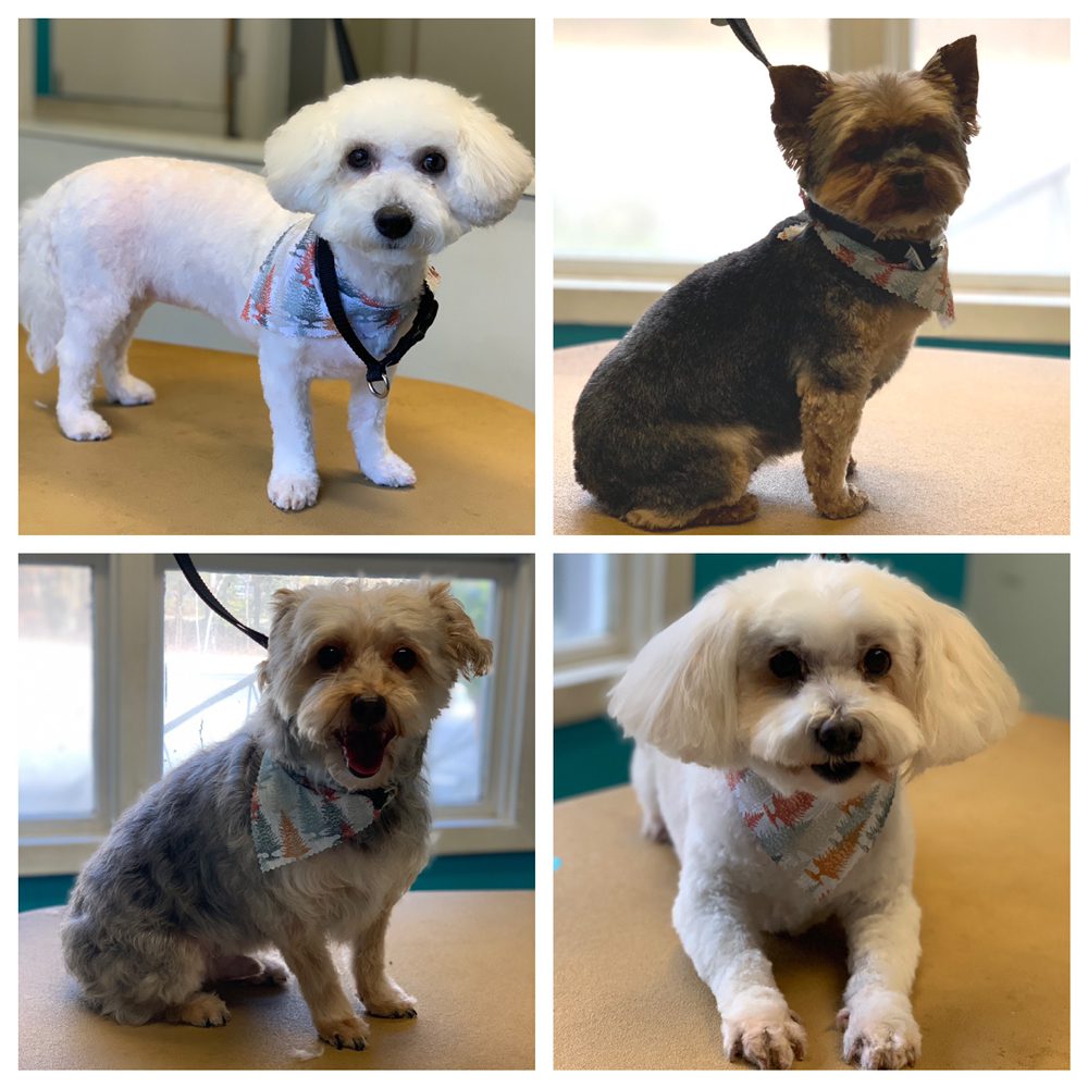 PAWS & RELAX PET SPA 48 Photos 821 W Bay Ave, Barnegat, New Jersey