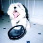 Photo of Doggy Wonderland