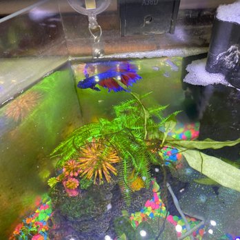 Nahacky's Aquarium - Pet Stores Near Me - Melbourne, Florida