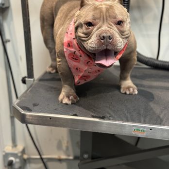 The Pawlor Salon & Spa - Pet Groomers Near Me - Oakland, California The Pawlor Salon & Spa - Pet Groomers Near Me - Oakland, California