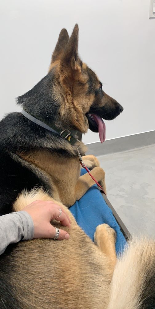 COLLEGE ANIMAL HOSPITAL Updated August 2024 45 Photos & 160 Reviews 5653 El Cajon Blvd