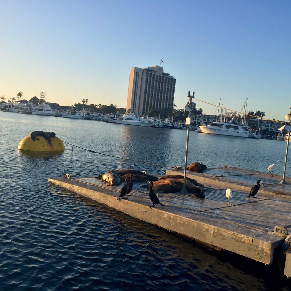 Ship 'N a Bottle - Seals. - Tours Near Me - San Diego, California Ship 'N a Bottle - Seals. - Tours Near Me - San Diego, California