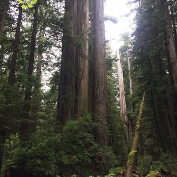 Prairie Creek Redwoods State Park - Parks Near Me - Orick, California Prairie Creek Redwoods State Park - Parks Near Me - Orick, California