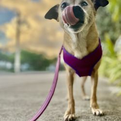 Frida’s Pawsome Pet Care - Sweet HoneyBee enjoying her walk with Frida's Pawsome Pet Care